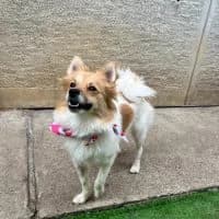Jolene, female young Mixed Breed for adoption at Spitz und Pawtners e.V.