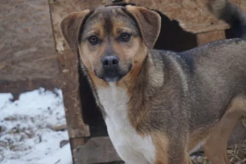 Kanella, female 6yo Mixed Breed for adoption at Spitz und Pawtners e.V.