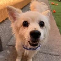 Leo, male 5yo Mixed Breed for adoption at Spitz und Pawtners e.V.