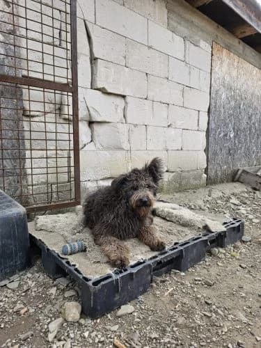 Loki, male 3yo Mixed Breed for adoption at Spitz und Pawtners e.V.