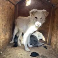 Lou, female young Mixed Breed for adoption at Spitz und Pawtners e.V.