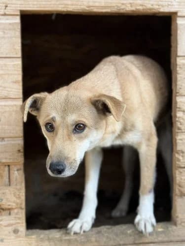 Lynn, female 4yo Mixed Breed for adoption at Spitz und Pawtners e.V.