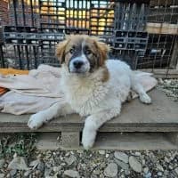 Magnus, male young Mixed Breed for adoption at Spitz und Pawtners e.V.