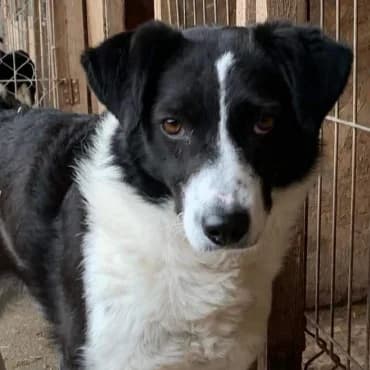 Manja, female 7yo Mixed Breed for adoption at Spitz und Pawtners e.V.