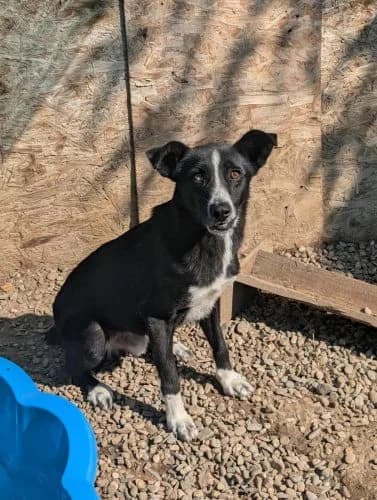 Momo, male 4yo Mixed Breed for adoption at Spitz und Pawtners e.V.