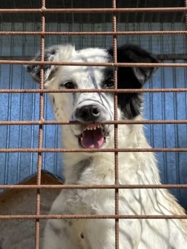 Monti, male senior Mixed Breed for adoption at Spitz und Pawtners e.V.