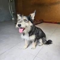 Mura, female young Mixed Breed for adoption at Spitz und Pawtners e.V.