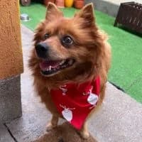 Nola, female Mixed Breed for adoption at Spitz und Pawtners e.V.