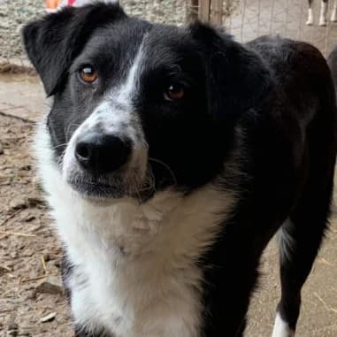 Penny, female 7yo Mixed Breed for adoption at Spitz und Pawtners e.V.