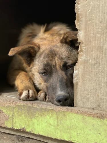 Pepper, male young Mixed Breed for adoption at Spitz und Pawtners e.V.
