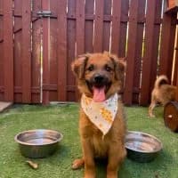 Rocko, merle male puppy Mixed Breed for adoption at Spitz und Pawtners e.V.