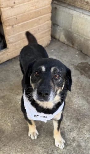 Ronny, male senior Mixed Breed for adoption at Spitz und Pawtners e.V.