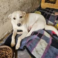 Smilla, female young Mixed Breed for adoption at Spitz und Pawtners e.V.