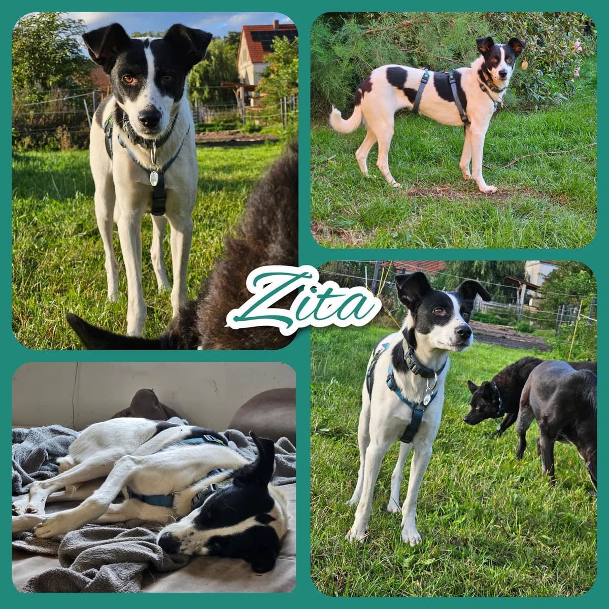 Zita, female 3yo Mixed Breed for adoption at Step by Paw e.V.