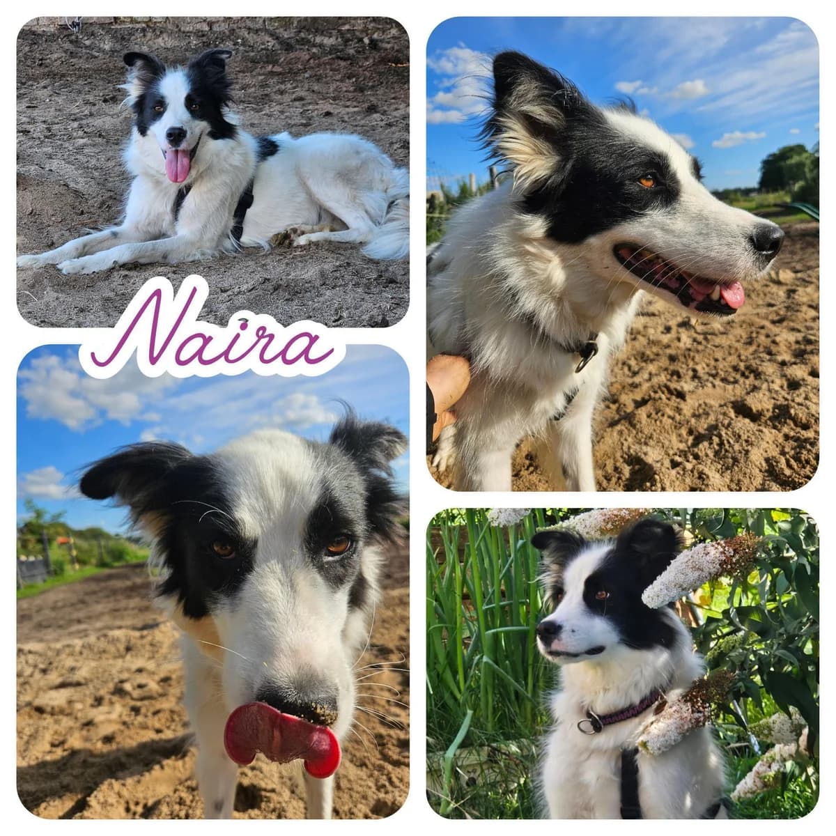 Naira, female 3yo Border Collie for adoption at Step by Paw e.V.
