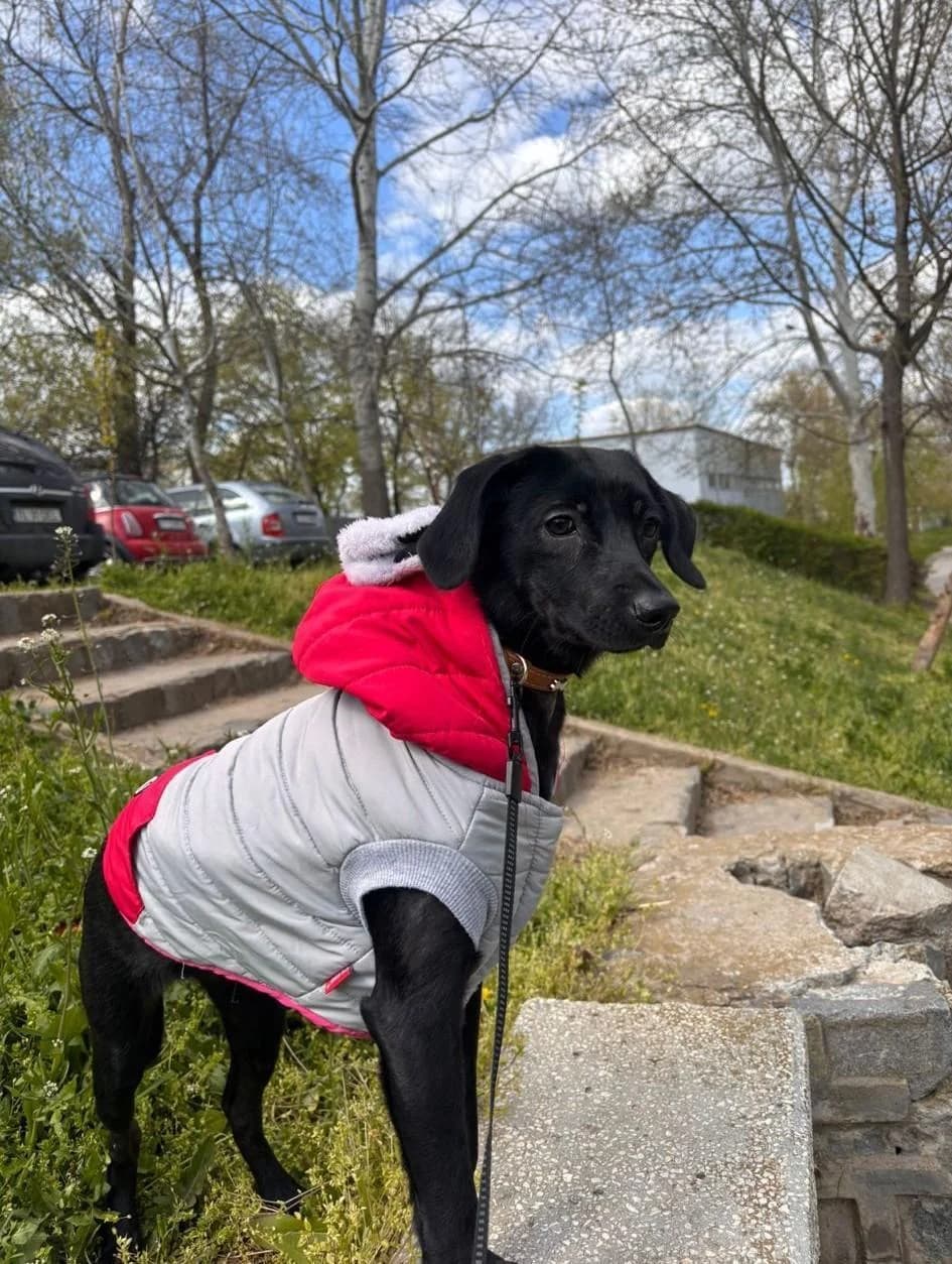 Tara, Mixed Breed (Step by Paw e.V.)