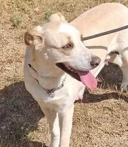 GALINE, female 6yo Labrador Retriever for adoption at Step by Paw e.V.