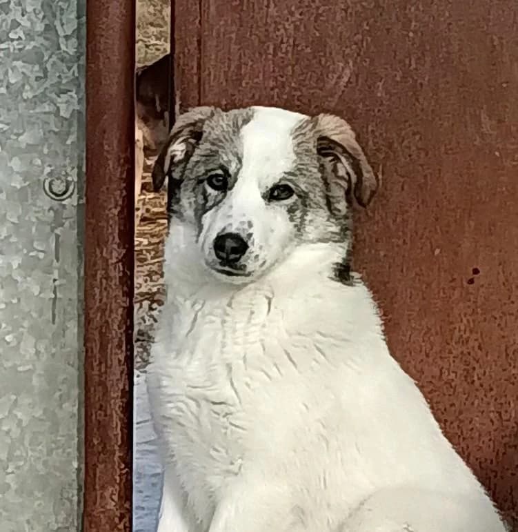 BOYANA, female young Mixed Breed for adoption at Step by Paw e.V.