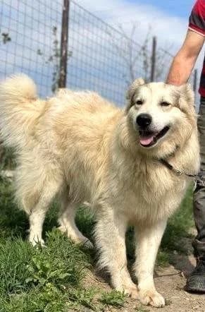 WOTAN, male 4yo Mixed Breed for adoption at Step by Paw e.V.