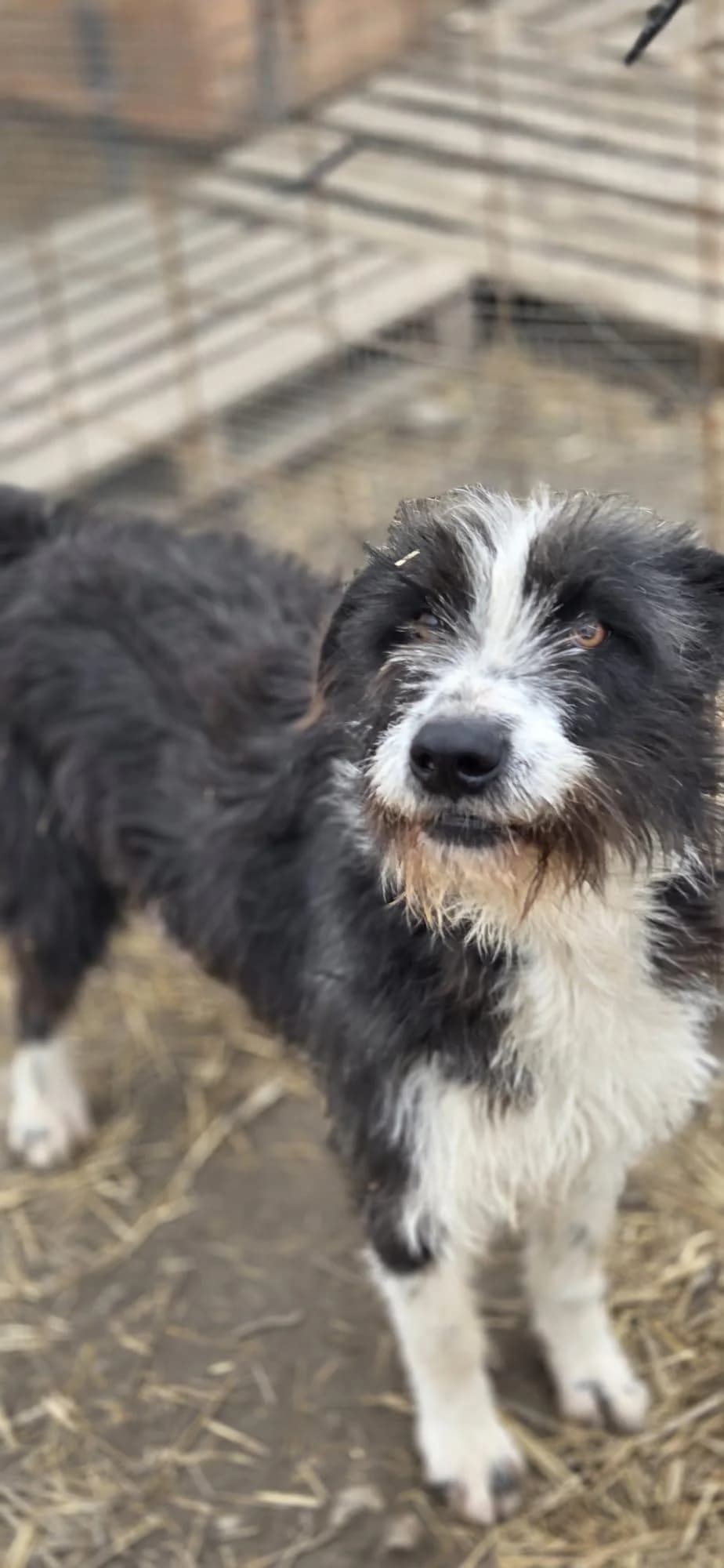 Belle, Mixed Breed (Step by Paw e.V.)