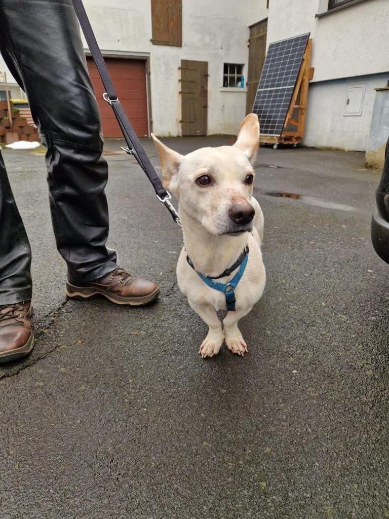 Lujzi, female 7yo mixed breed for adoption at Step by Paw e.V.