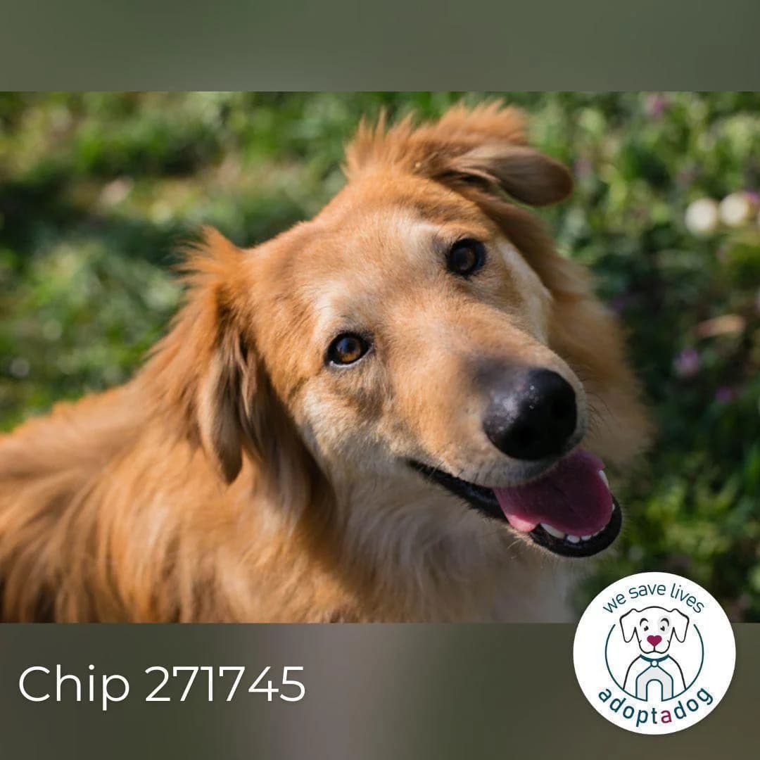 Chip, male young Mixed Breed for adoption at Step by Paw e.V.