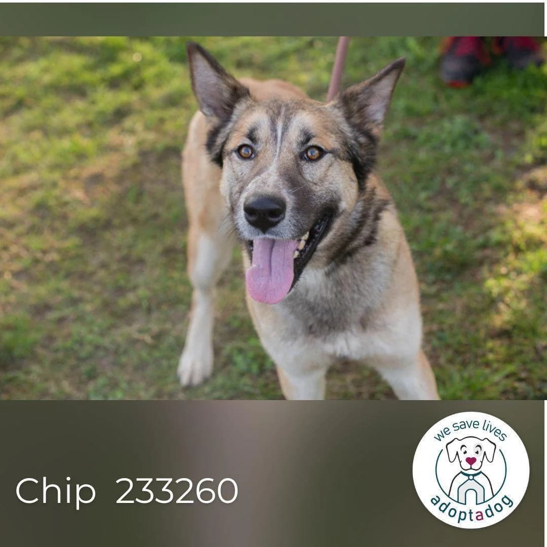 Chip 233260 (Junghund), female young Mixed Breed for adoption at Step by Paw e.V.