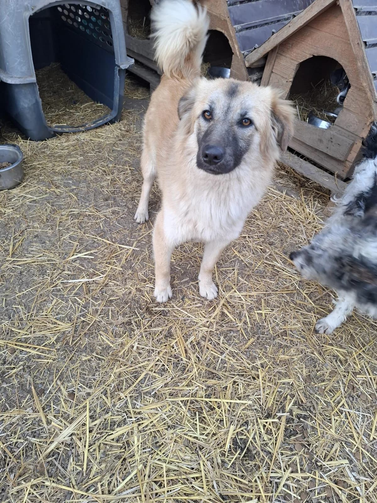 Forti, Mixed Breed (Step by Paw e.V.)