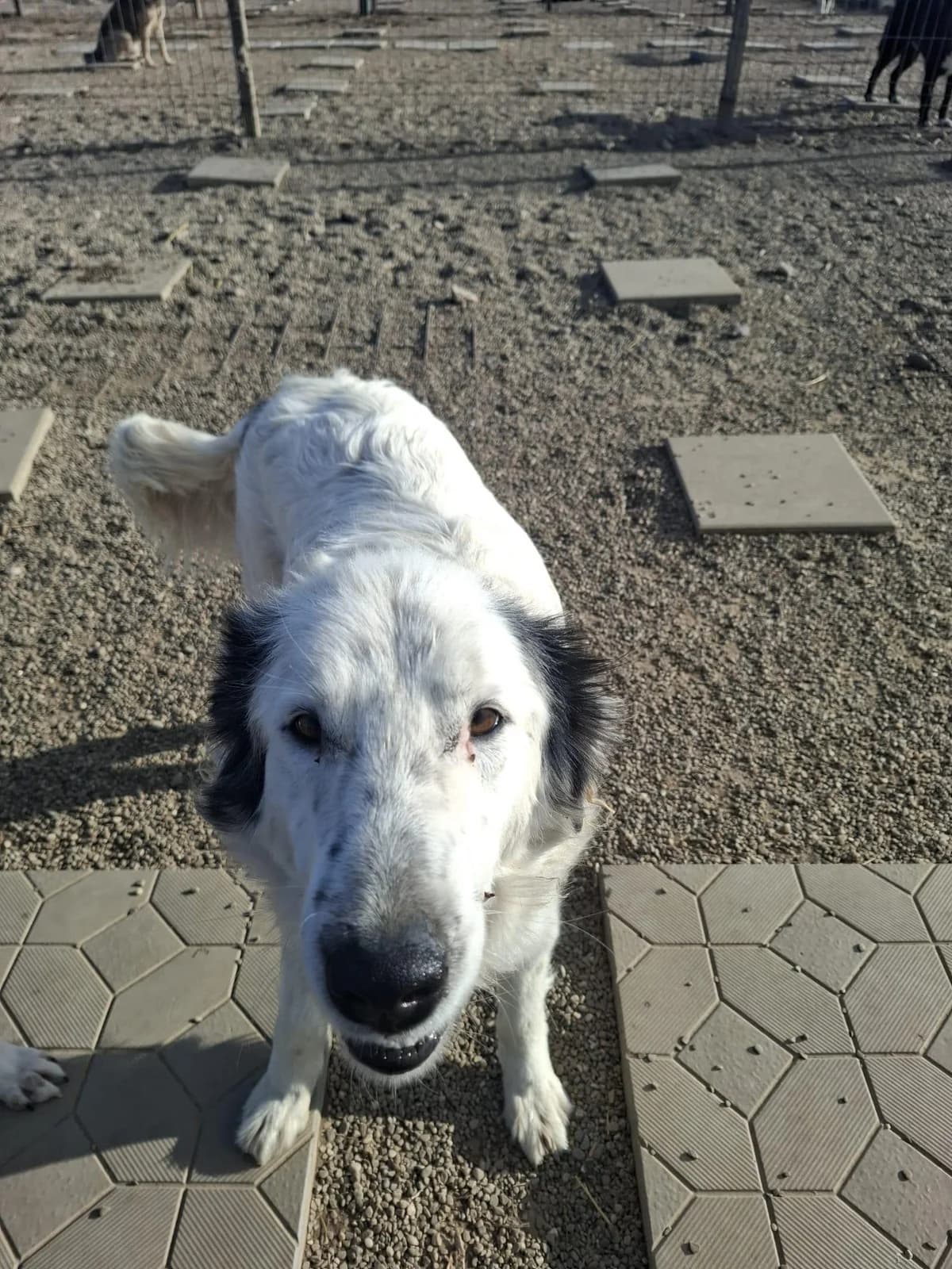 Moritz, Mixed Breed (Step by Paw e.V.)