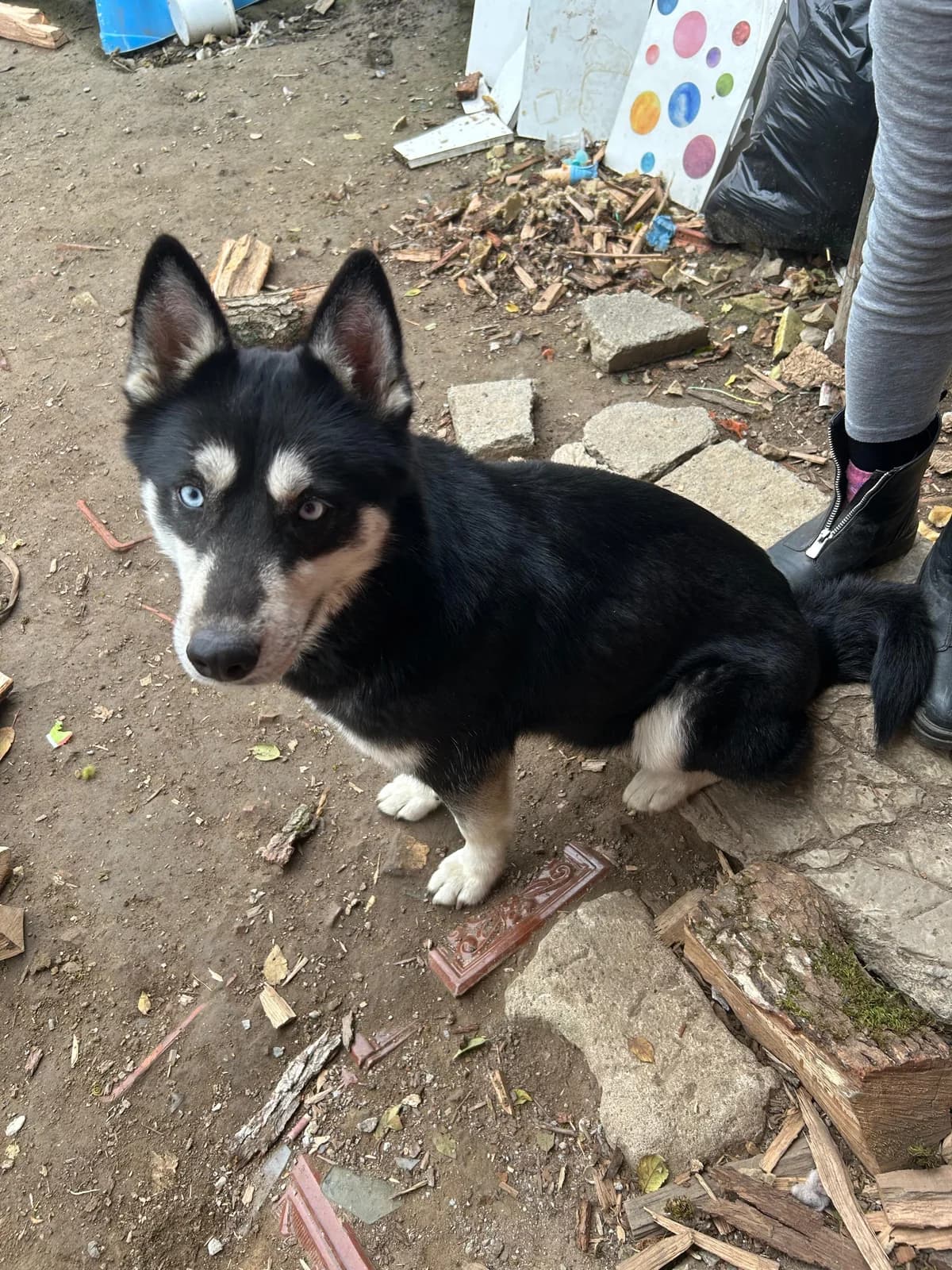 Sarah, Mixed Breed (Step by Paw e.V.)