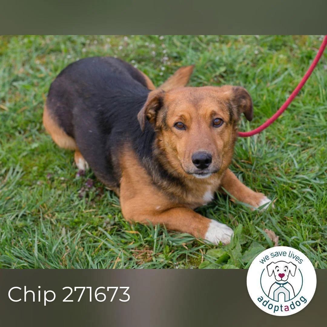 Chip, male young Mixed Breed for adoption at Step by Paw e.V.