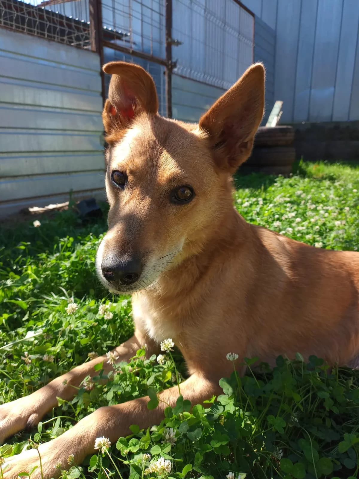 Max, male young Mixed Breed for adoption at Step by Paw e.V.