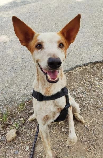 Lieber Balto mit Handicap, male senior Podenco for adoption at Step by Paw e.V.