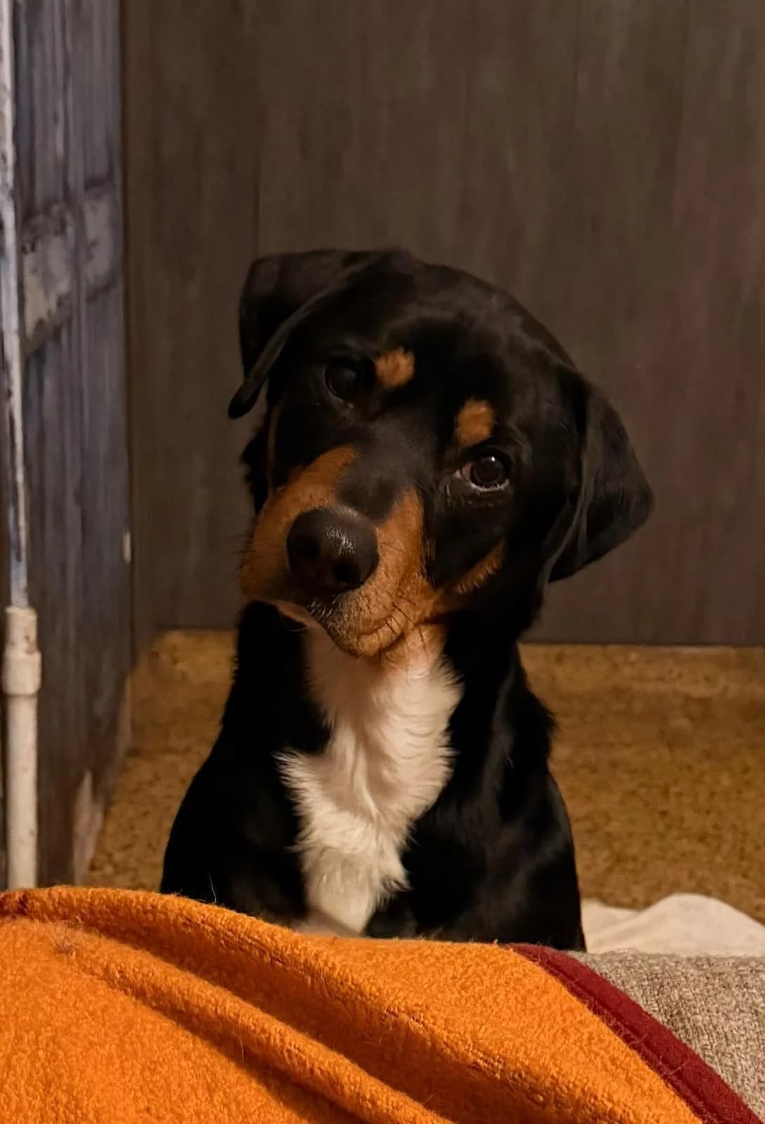 Der hübsche Leo, male 4yo Mixed Breed for adoption at Step by Paw e.V.