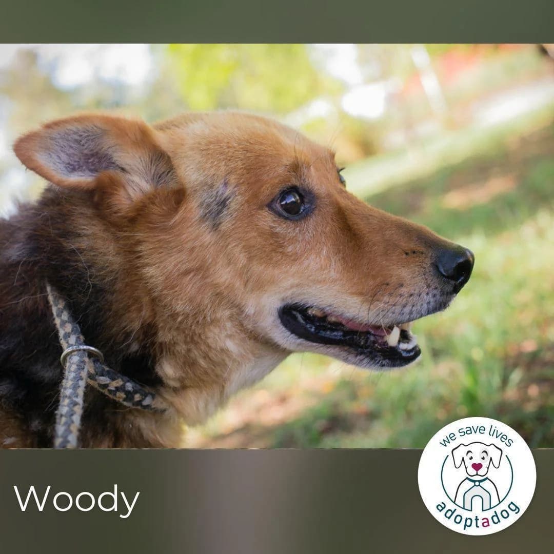 Woody, male senior Mixed Breed for adoption at Step by Paw e.V.