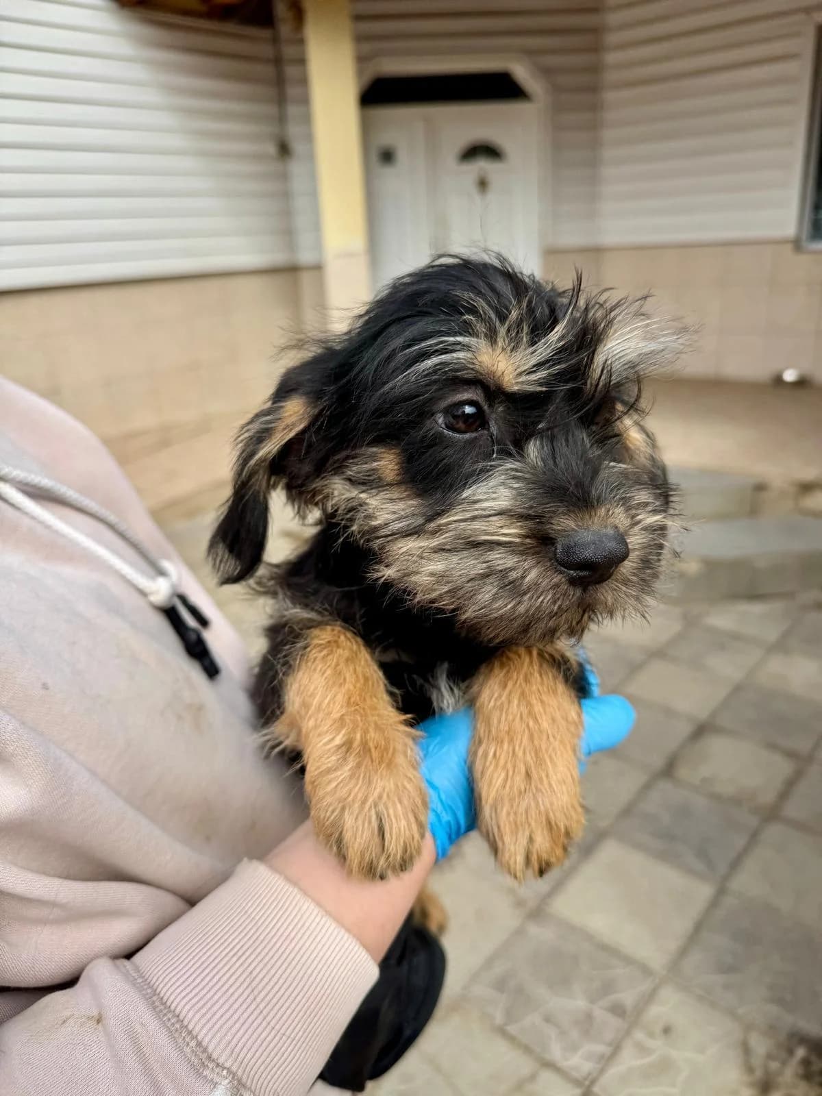 Keks,  puppy Mixed Breed for adoption at Step by Paw e.V.