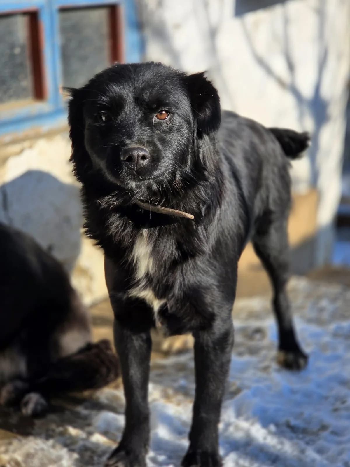 Tabea, female young Mixed Breed for adoption at Step by Paw e.V.