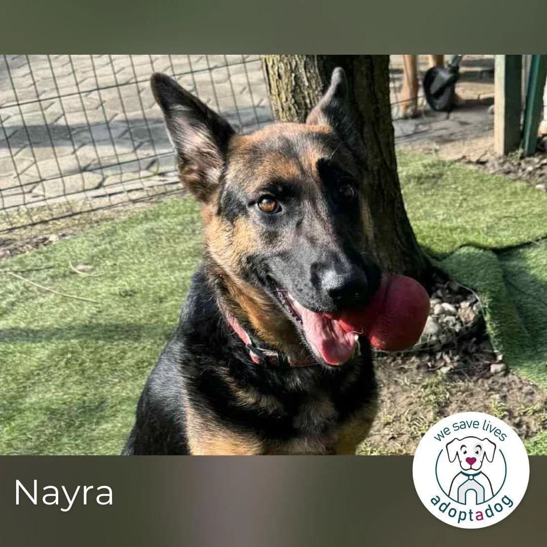 Nayra, female 6yo Mixed Breed for adoption at Step by Paw e.V.