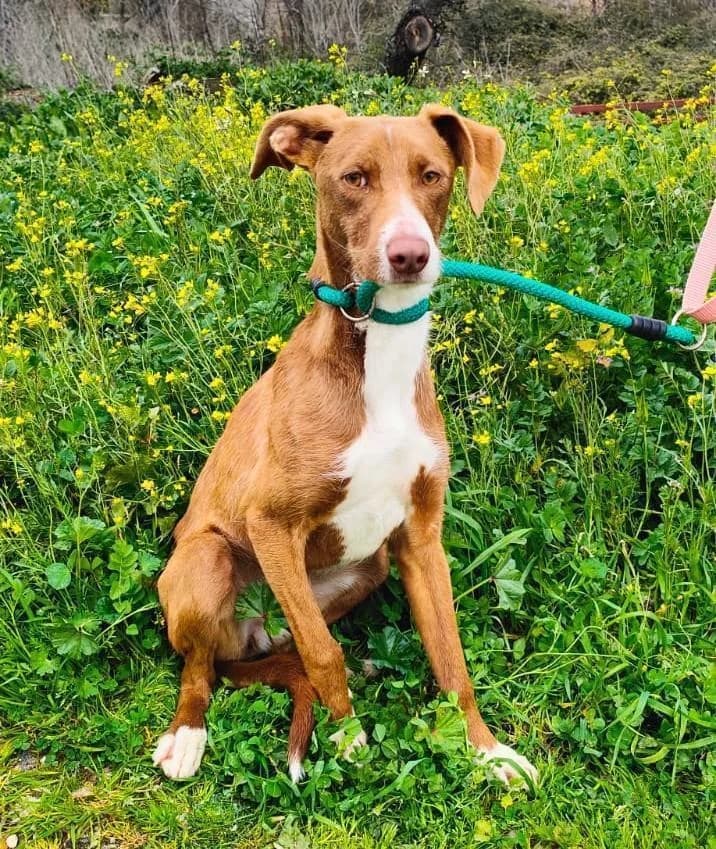 Latte,  young Podenco for adoption at Step by Paw e.V.
