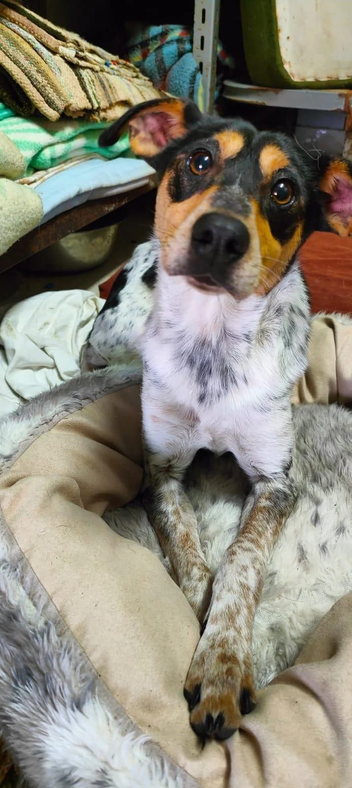Junior, male young Mixed Breed for adoption at Step by Paw e.V.