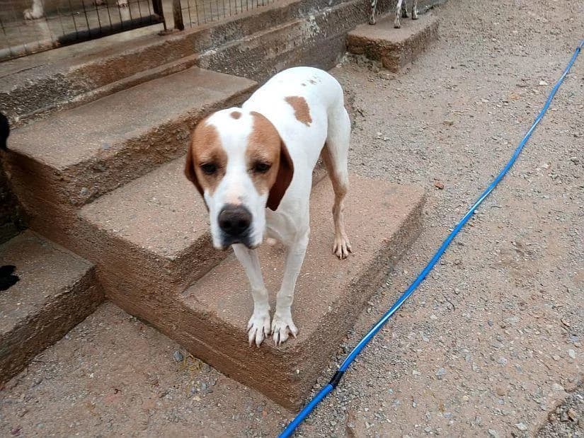 Nikitas, male 3yo Pointer for adoption at Step by Paw e.V.