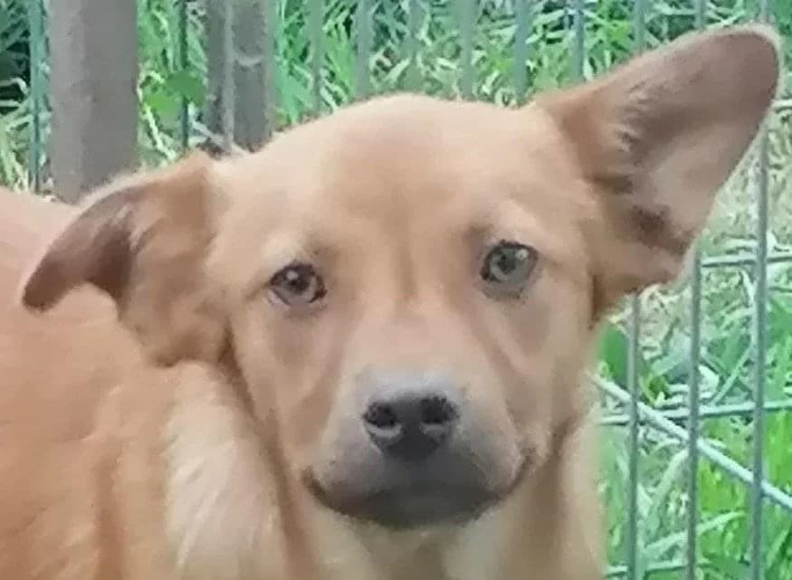 Cicy, female 4yo Mixed Breed for adoption at Step by Paw e.V.