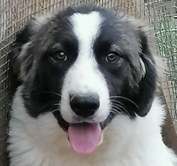 Mugurel, Mixed Breed (Step by Paw e.V.)