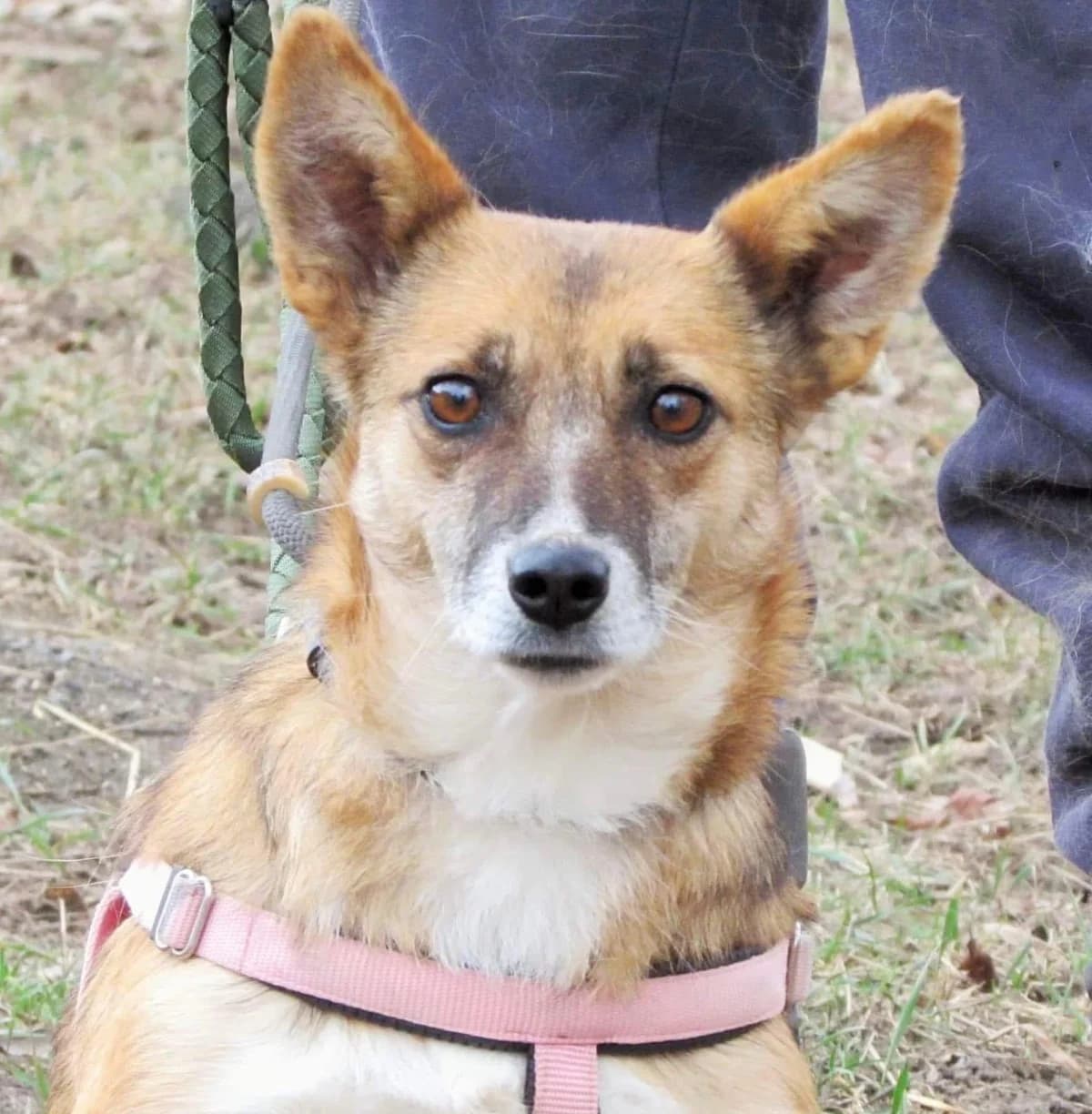 Alma, Mixed Breed (Step by Paw e.V.)