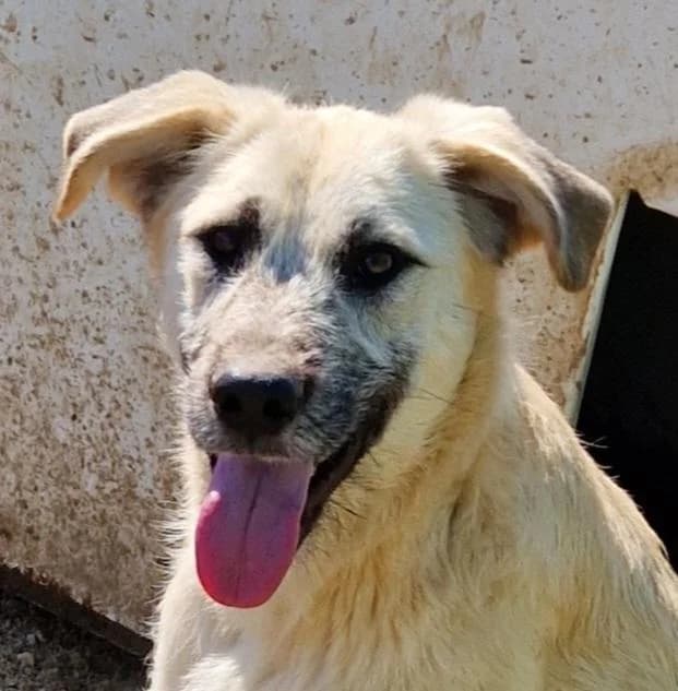 Brann, Mixed Breed (Step by Paw e.V.)