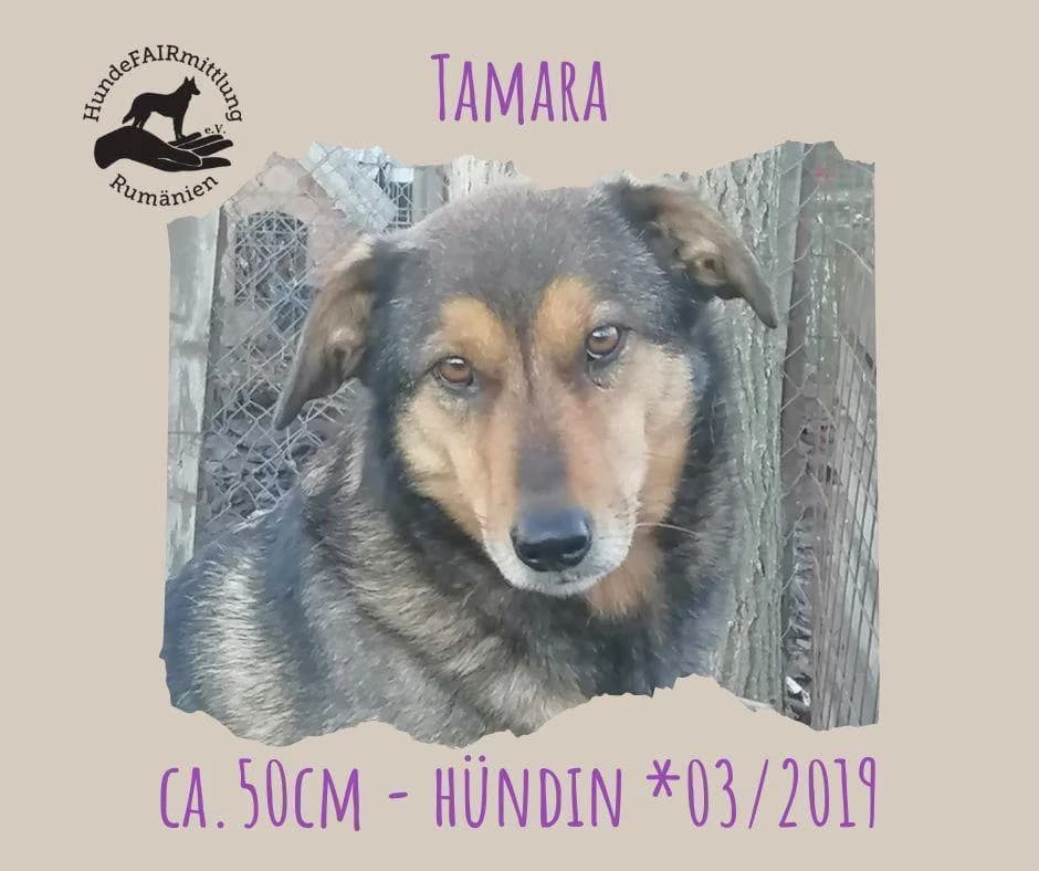 Tamara, Mixed Breed (Step by Paw e.V.)