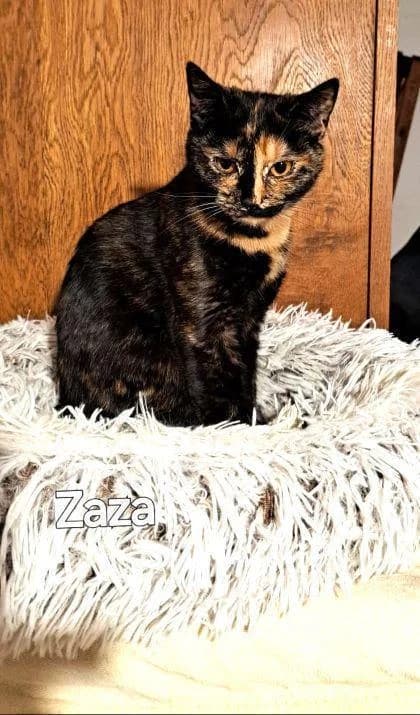 ZAZA, female 5yo European Shorthair for adoption at Step by Paw e.V.