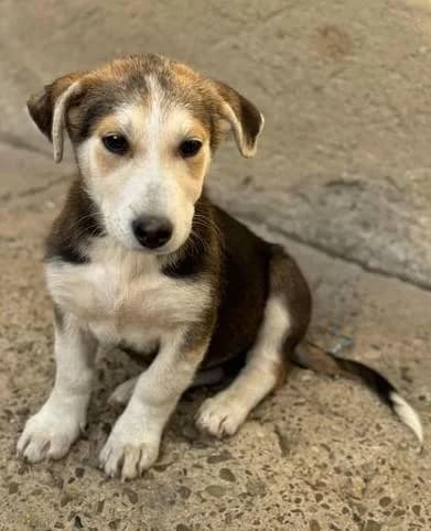 DANI, female 5yo Mixed Breed for adoption at Step by Paw e.V.