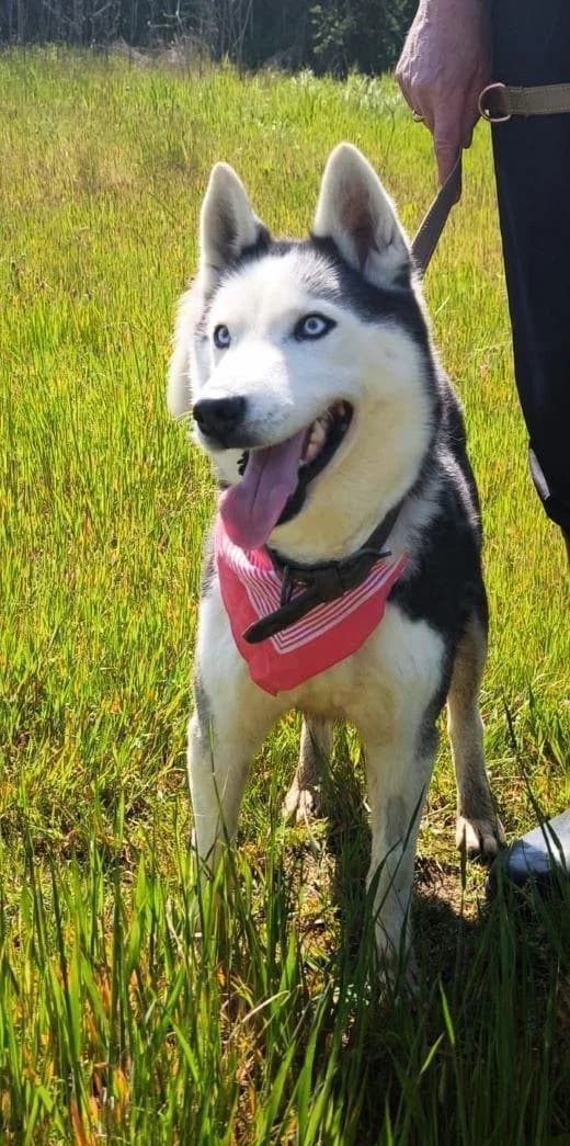 AMARA, female 6yo Husky for adoption at Step by Paw e.V.