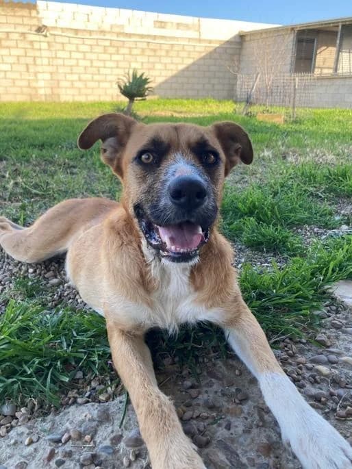 APOLO, male 6yo Mixed Breed for adoption at Step by Paw e.V.